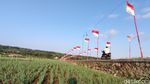 Foto: Sawah Kulon Progo dengan 1.000 Bendera Merah Putih