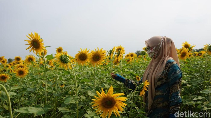 viral kebun bunga matahari
