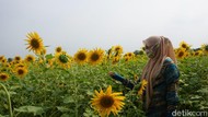 Viral Kebun Bunga Matahari Jadi Wisata Dadakan di Mojokerto