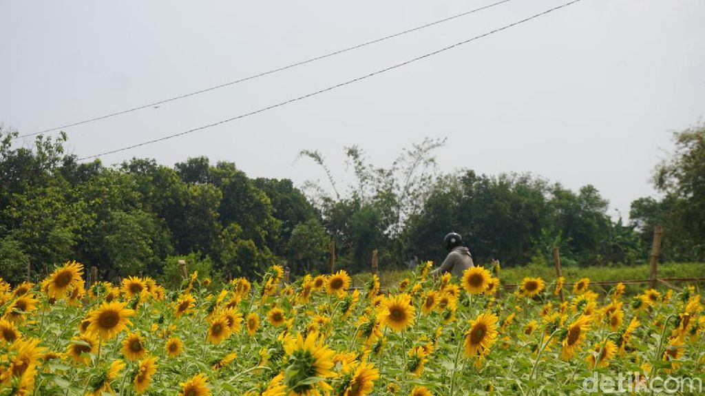 Ini Cerita Bagaimana Kebun Bunga Matahari yang Viral di Mojokerto Tercipta