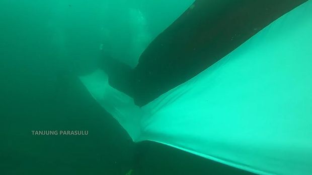 Bendera Merah Putih Pengibaran bendera Merah Putih sepanjang 17 meter di bawah laut Tanjung Parasulu, Luwu Timur, Sulsel, Minggu (15/7/2021).
