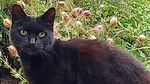 Foto: Kucing Bantu Selamatkan Pemiliknya yang Jatuh ke Jurang