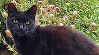 Kucing bernama Piran dianggap pahlawan setelah membantu seorang wanita berusia 83 tahun yang jatuh ke jurang.