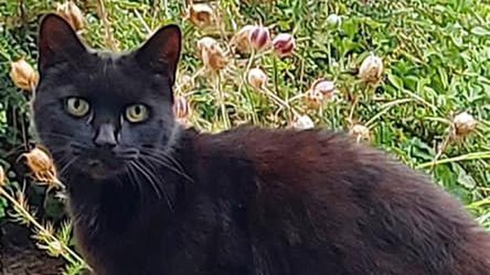 Hebat, Kucing Ini Selamatkan Pemiliknya yang Jatuh ke Jurang