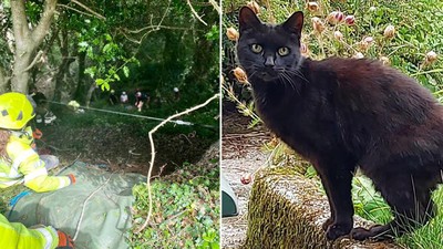 Foto: Kucing Bantu Selamatkan Pemiliknya yang Jatuh ke Jurang