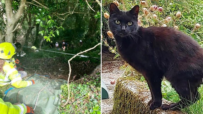Hebat, Kucing Ini Selamatkan Pemiliknya yang Jatuh ke Jurang