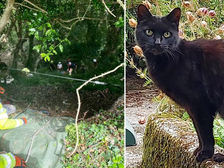 Foto: Kucing Bantu Selamatkan Pemiliknya yang Jatuh ke Jurang
