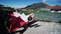 Bendera berukuran 30x6 meter itu dikibarkan oleh warga di tengah perkebunan Tembakau dilereng Merbabu dengan pemandangan Gunung Merapi.  