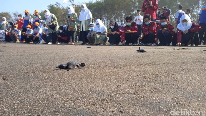 Susana pelepasan tukik di Pantai Goa Cemara, Kalurahan Gadingsari, Kepanewon Sanden, Kabupaten Bantul.