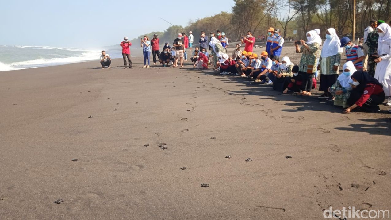 Susana pelepasan tukik di Pantai Goa Cemara, Kalurahan Gadingsari, Kepanewon Sanden, Kabupaten Bantul.