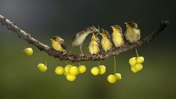 Finalis kategori Animals karya Dikye Ariani Foto: dok CEWE Photo Awards
