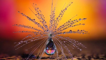 Pemenang kategori Nature yang menampilkan tetesan hujan menempel di sulur tipis biji dendalion. Foto: dok CEWE Photo Awards