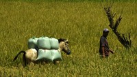 Kuda digunakan untuk mengangkut gabah karena dinilai lebih hemat biaya serta mampu mengakses area pertanian yang sulit dijangkau. 