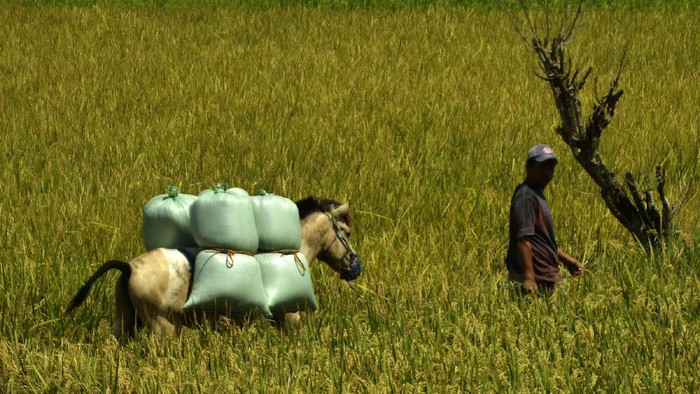 Petani membawa karung berisi gabah menggunakan kuda di Persawahan Somba Opu, Kabupaten Gowa, Sulawesi Selatan, Rabu (18/8/2021). Sebagian besar petani yang menggunakan sistem bagi hasil di daerah tersebut memanfaatkan kuda untuk mengangkut hasil panen karena dinilai lebih hemat biaya serta mampu mengakses area pertanian yang sulit dijangkau. ANTARA FOTO/Abriawan Abhe/foc.