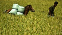 Sebagian besar petani yang menggunakan sistem bagi hasil di daerah tersebut memanfaatkan kuda untuk mengangkut hasil panen.