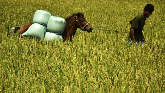 Petani membawa karung berisi gabah menggunakan kuda di Persawahan Somba Opu, Kabupaten Gowa, Sulawesi Selatan, Rabu (18/8/2021). Sebagian besar petani yang menggunakan sistem bagi hasil di daerah tersebut memanfaatkan kuda untuk mengangkut hasil panen karena dinilai lebih hemat biaya serta mampu mengakses area pertanian yang sulit dijangkau. ANTARA FOTO/Abriawan Abhe/foc.