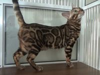 Pria di Lumajang Budidayakan Kucing Bengal yang Mirip Macan Tutul