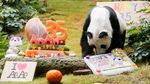 Panda An An Rayakan Ulang Tahun ke-35 di Ocean Park