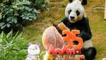 Panda An An Rayakan Ulang Tahun ke-35 di Ocean Park