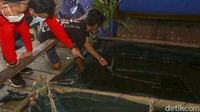 Nantinya pengunjung dapat memilih ikan yang langsung ditangkap di keramba milik pak harun ini.