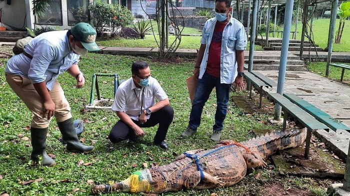 Dua buaya TMII Dilepasliarkan
