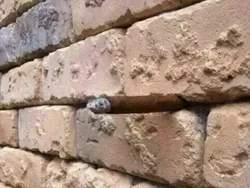 Awas Terkecoh, Foto Ini Baiknya Tak Dilihat Sekilas Saja