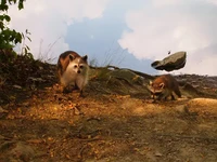 Foto mengecoh mata