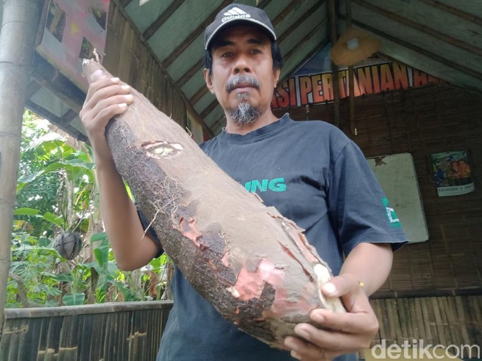 Ketela pohon yang dipanen petani Klaten seberat 9 kg, Kamis (19/8/2021).