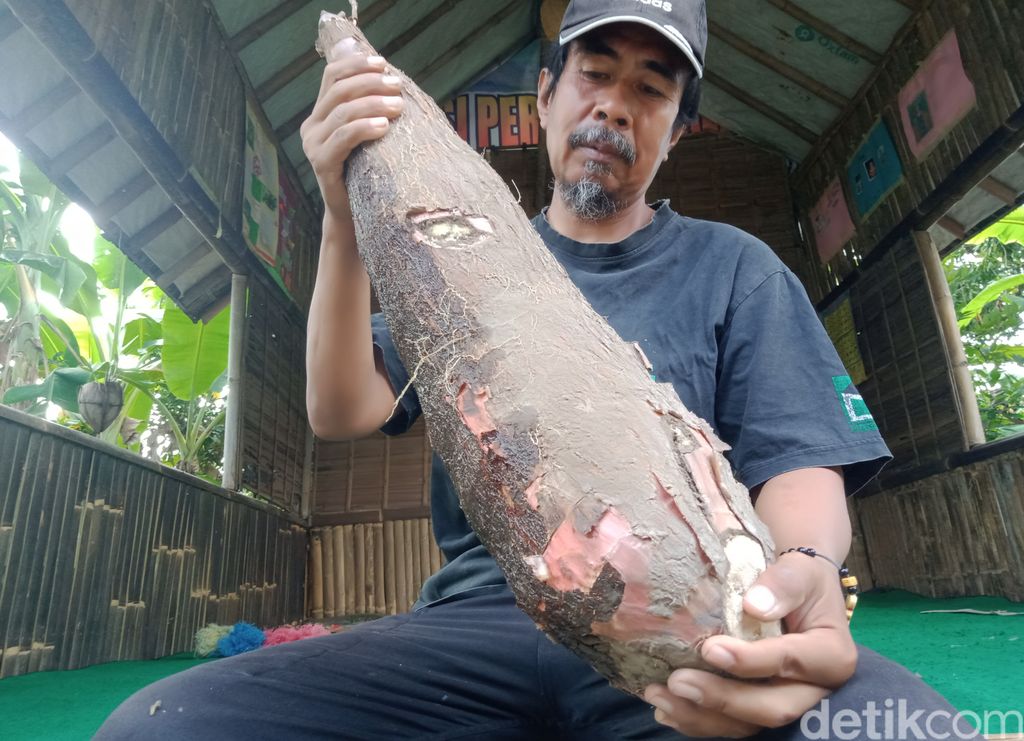 Ketela pohon yang dipanen petani Klaten seberat 9 kg, Kamis (19/8/2021).