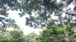 Menyusuri Amazon ala Jakarta