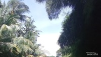 Dikelilingi pepohonan rimbun di sisi kanan dan kiri sungai, menambah kesejukan.