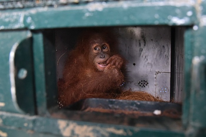 PEMULANGAN ORANGUTAN SUMATRA Seekor orangutan Sumatra (Pongo abelii) berada di dalam kandang saat tiba di Terminal Cargo Bandara Kualanamu, Deli Serdang, Sumatera Utara, Kamis (19/8/2021). Dalam rangka Hari Orangutan Internasional, Balai Besar Konservasi Sumberdaya Alam (BBKSDA) Sumatera Utara (Sumut) menerima pemulangan sembilan ekor satwa liar yaitu satu ekor Orangutan Sumatera dan delapan ekor burung Beo Medan yang berasal dari penyerahan masyarakat dan dirawat di Pusat Penyelamatan Satwa Tegal Alur (PPSTA) yang dikelola Balai KSDA DKI Jakarta.
ANTARA FOTO/Fransisco Carolio/Lmo/foc.