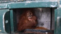 Orang utan dan burung beo tersebut berasal dari penyerahan masyarakat yang sempat dirawat di Pusat Penyelamatan Satwa Tegal Alur (PPSTA), Balai KSDA DKI Jakarta.