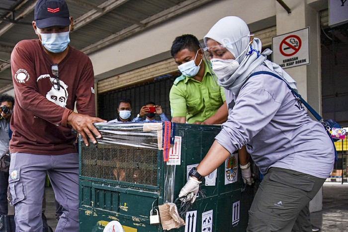 PEMULANGAN ORANGUTAN SUMATRA Seekor orangutan Sumatra (Pongo abelii) berada di dalam kandang saat tiba di Terminal Cargo Bandara Kualanamu, Deli Serdang, Sumatera Utara, Kamis (19/8/2021). Dalam rangka Hari Orangutan Internasional, Balai Besar Konservasi Sumberdaya Alam (BBKSDA) Sumatera Utara (Sumut) menerima pemulangan sembilan ekor satwa liar yaitu satu ekor Orangutan Sumatera dan delapan ekor burung Beo Medan yang berasal dari penyerahan masyarakat dan dirawat di Pusat Penyelamatan Satwa Tegal Alur (PPSTA) yang dikelola Balai KSDA DKI Jakarta.
ANTARA FOTO/Fransisco Carolio/Lmo/foc.