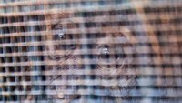 Setelah tiba di Sumut, Orangutan akan menjalani rehabilitasi di Pusat Karantina dan Rehabilitasi Orangutan Sumatera di Batu Mbelin Sibolangit. Sedangkan Burung Tiong Emas/Beo akan direhabilitasi di PPS Sibolangit yang dikelola BBKSDA Sumut.