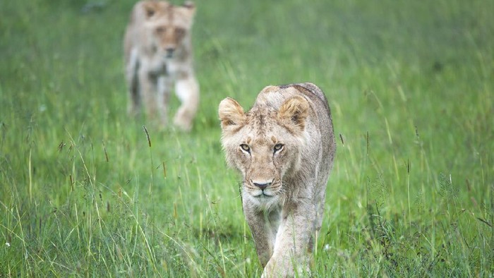 Singa di Masaai Mara