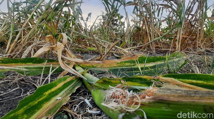 Tanaman jagung di tiga kecamatan di Kabupaten Grobogan, Jawa Tengah, terserang hama tikus, Kamis (19/8/2021).