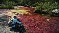 Fenomena ini juga kerap disebut Pelangi cair karena ada lima warna yang menghasi dasar sungai. Ada warna merah cerah, kuning, hijau, biru dan hitam selama berbulan-bulan. (Getty Images)