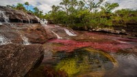 Cano Cristales yang dikenal sebagai sungai lima warna menjadi salah satu keajaiban alam paling spektakuler di Amerika Serikat. (Getty Images)