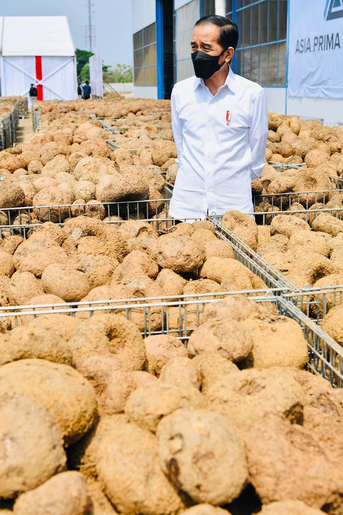 Ini Porang yang Disebut Jokowi Bisa Jadi Pengganti Beras Porang disebut Presiden Jokowi bisa menggantikan beras sebagai makanan pokok. Seperti apa sih porang itu?