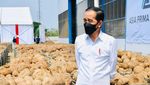 Ini Porang yang Disebut Jokowi Bisa Jadi Pengganti Beras