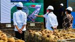 Ini Porang yang Disebut Jokowi Bisa Jadi Pengganti Beras
