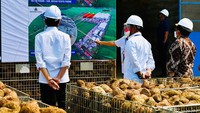 Menurut Jokowi, nilai ekonomis yang dihasilkan dari penanaman porang di lahan seluas satu hektar mencapai Rp 40 juta. Dengan asumsi per hektar menghasilkan 40-50 ton porang.