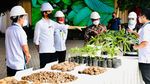 Ini Porang yang Disebut Jokowi Bisa Jadi Pengganti Beras