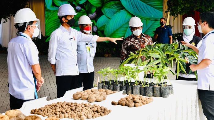 Porang disebut Presiden Jokowi bisa menggantikan beras sebagai makanan pokok. Seperti apa sih porang itu?