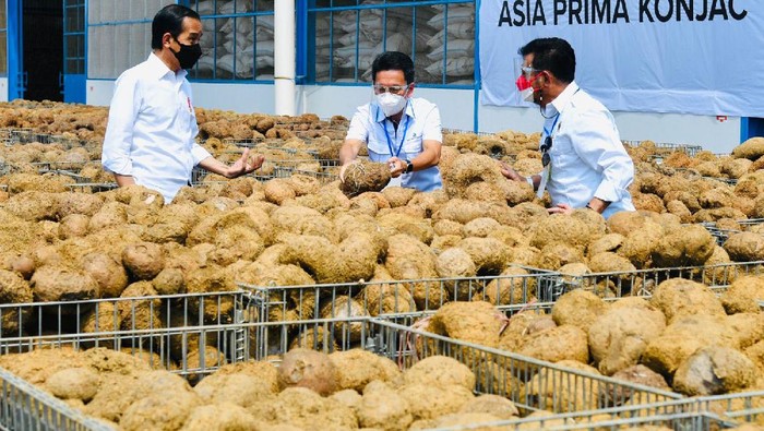Porang disebut Presiden Jokowi bisa menggantikan beras sebagai makanan pokok. Seperti apa sih porang itu?