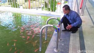 Kolam Renang di Banyuwangi Ini Jadi Kolam Ikan Gegara Pandemi