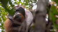Orangutan liar yang di jumpai