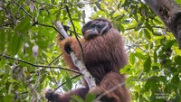 Orangutan lainnya