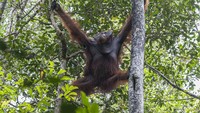 Orangutan liar lainnya